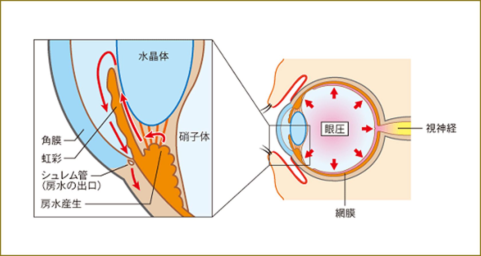 房水産生と流出経路