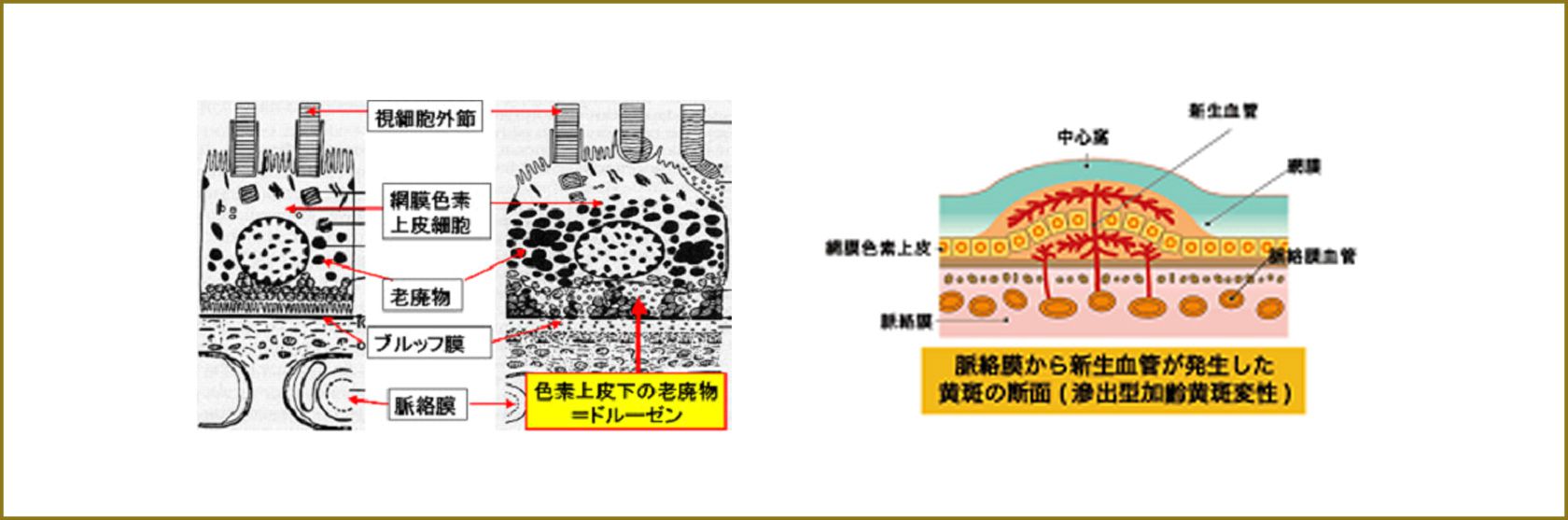 調節について