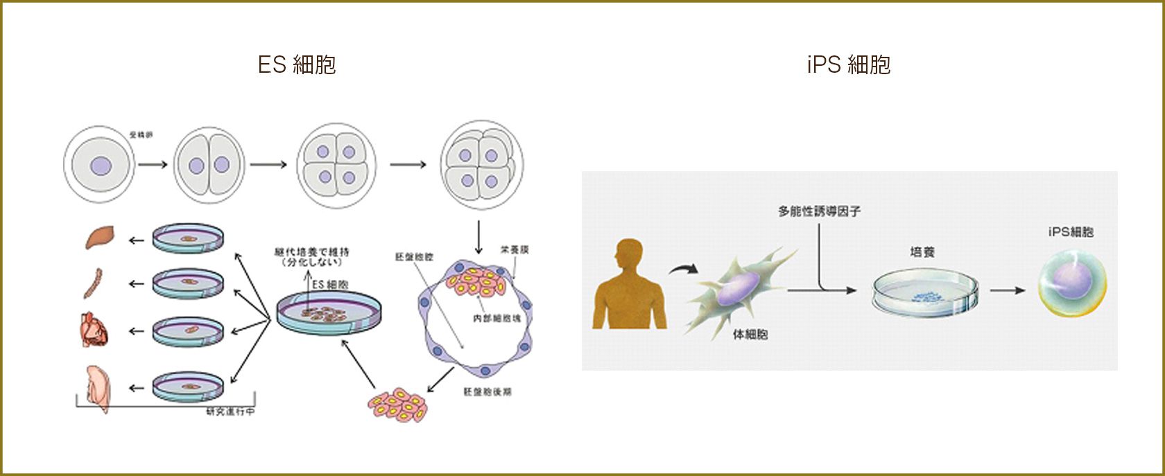 ES細胞とiPS細胞