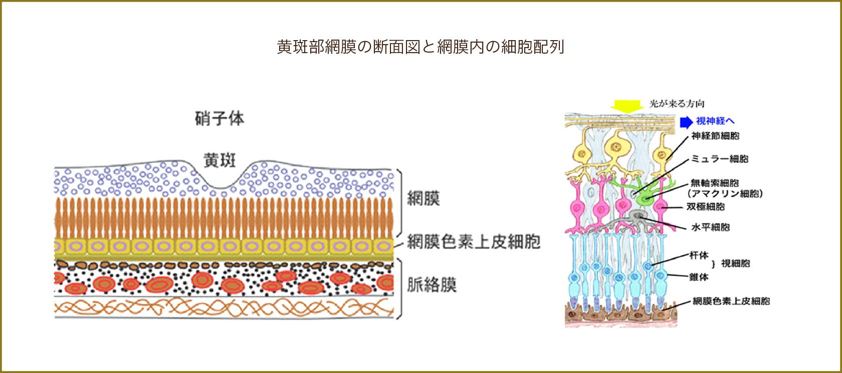 黄斑部網膜の断面図と網膜内の細胞配列