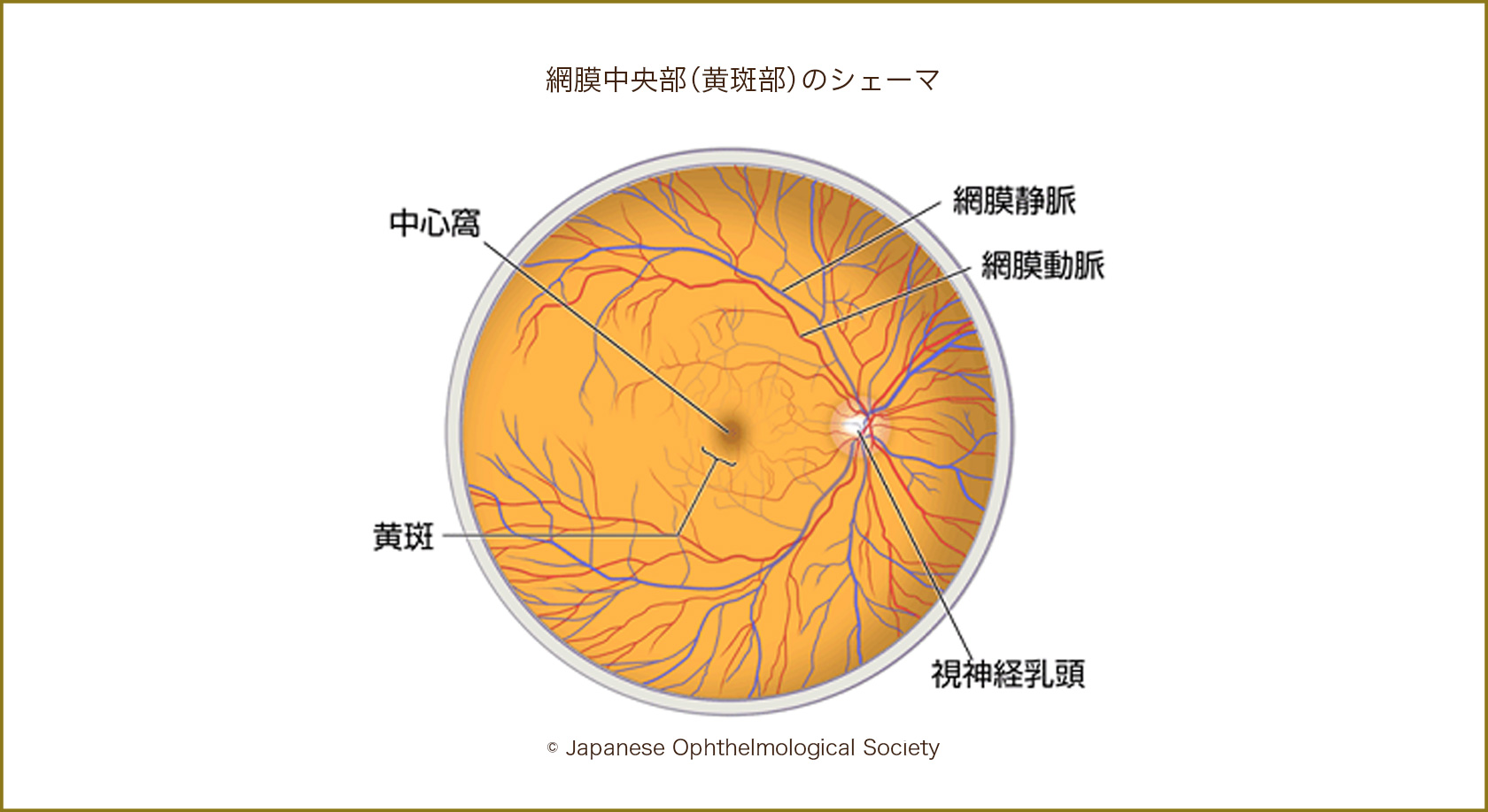 網膜中央部（黄斑部）のシェーマ