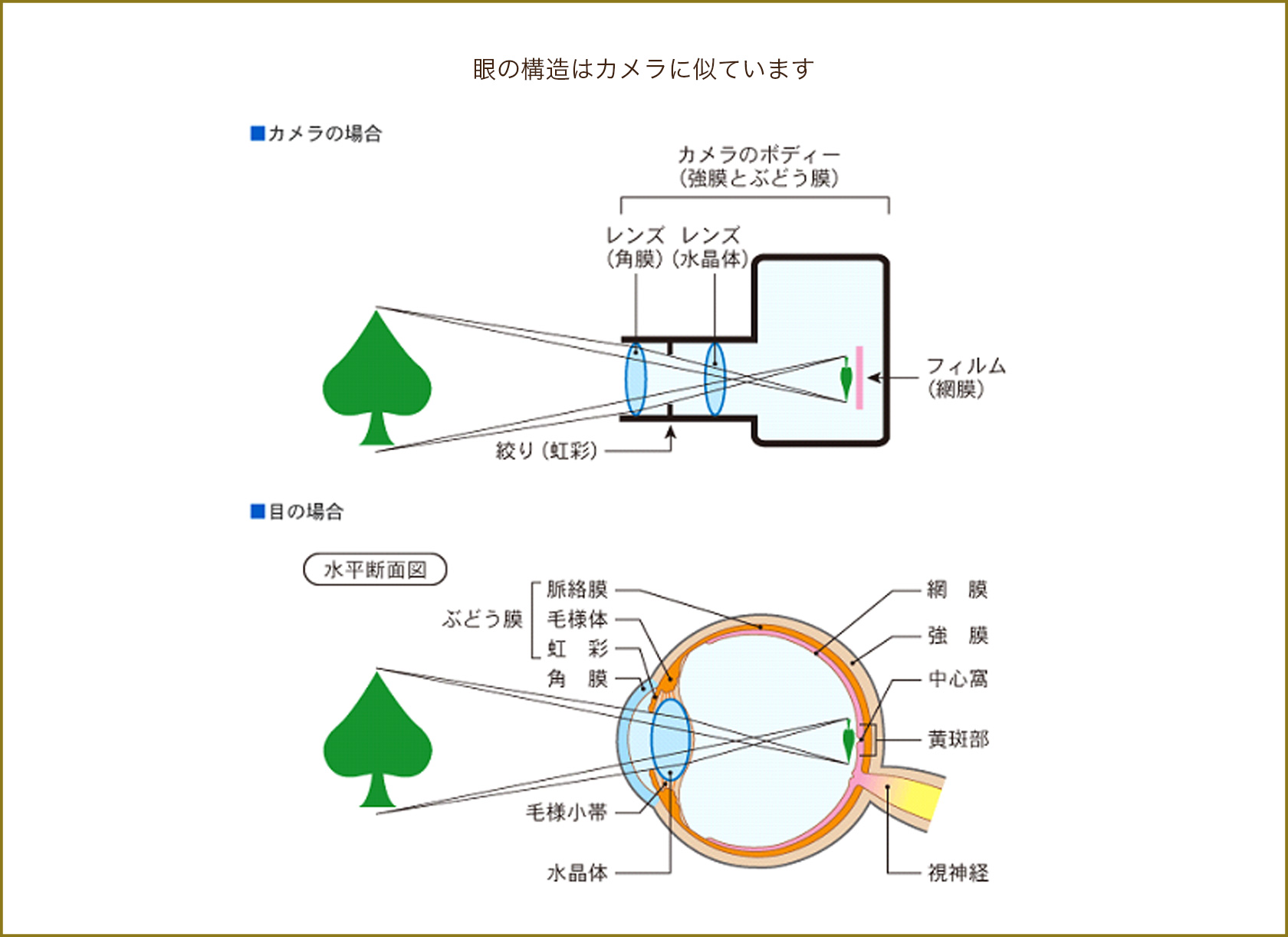 光 を 屈折 する 眼 の 構造 は どれ か